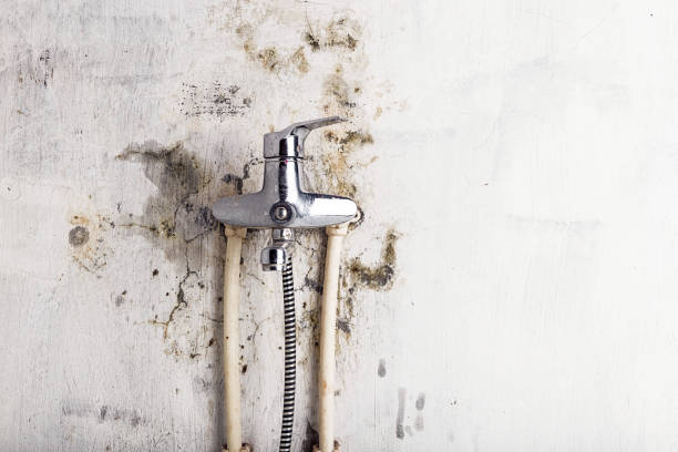 Best Office Mold Removal Services  in Pecan Plantation, TX