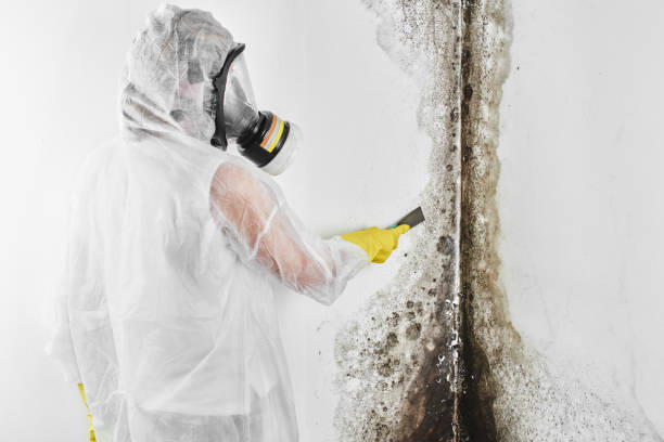 Best Commercial Mold Removal  in Pecan Plantation, TX