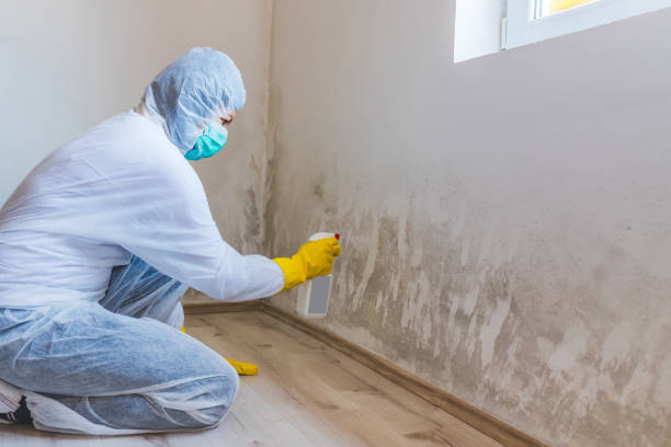 Attic Mold Removal in Pecan Plantation, TX