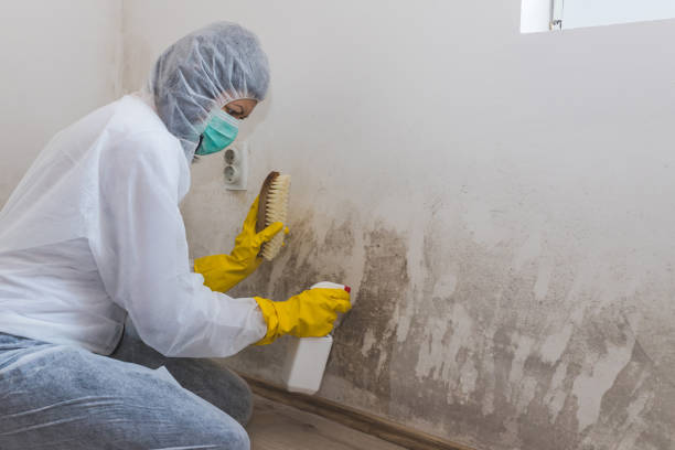 Best Same-Day Mold Removal  in Pecan Plantation, TX