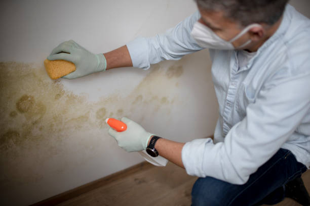 Mold Removal Process in Pecan Plantation, TX