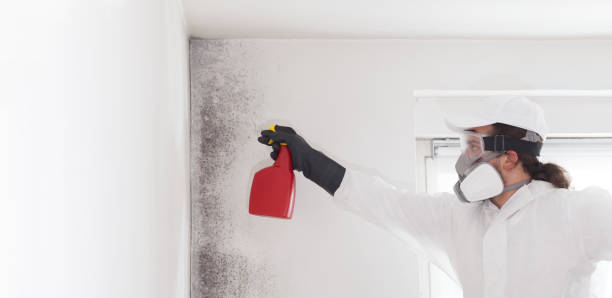 Best Local Mold Removal Service  in Pecan Plantation, TX
