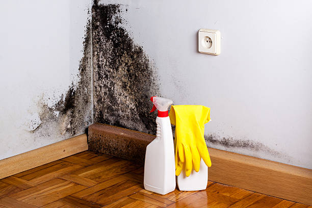 Best Mold Damage Repair  in Pecan Plantation, TX