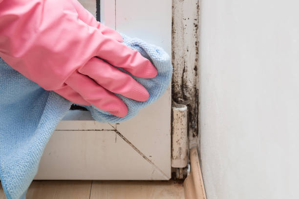 Best Mold Damage Repair  in Pecan Plantation, TX